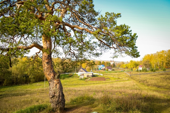 Реликтовая сосна в селе Зура.